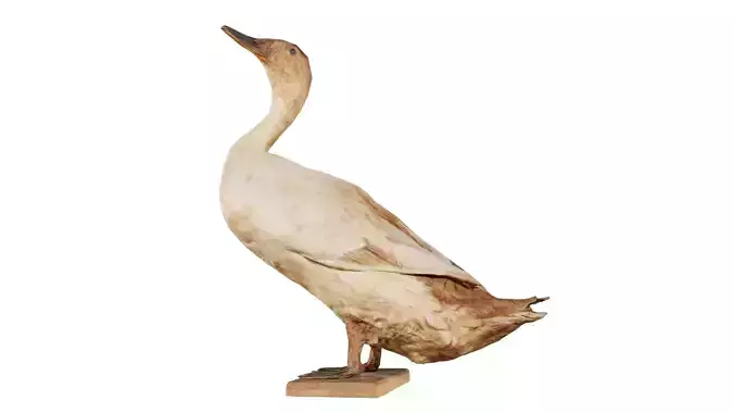 Duck Low-poly 3D model