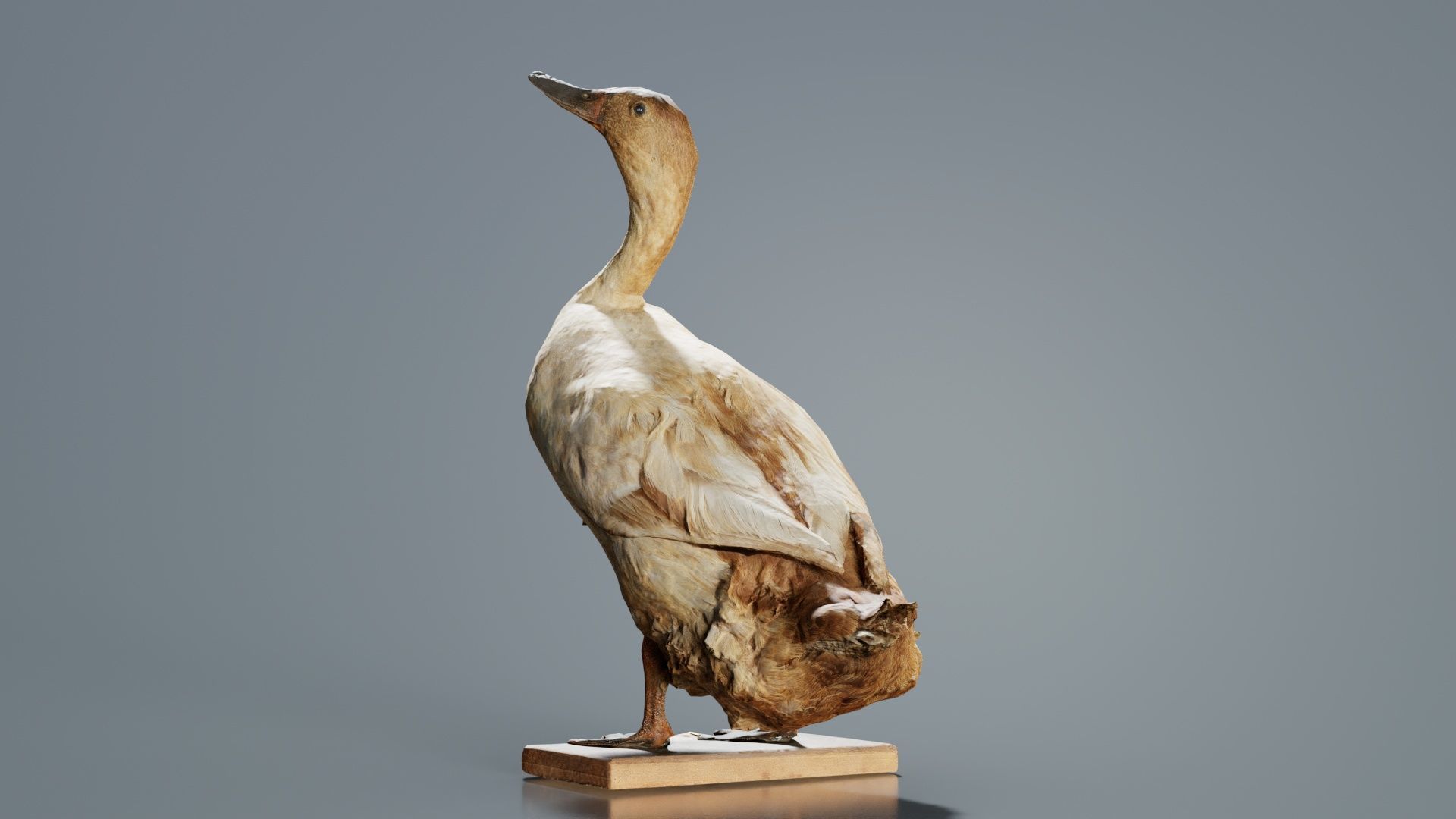 Duck Low-poly 3D model_2