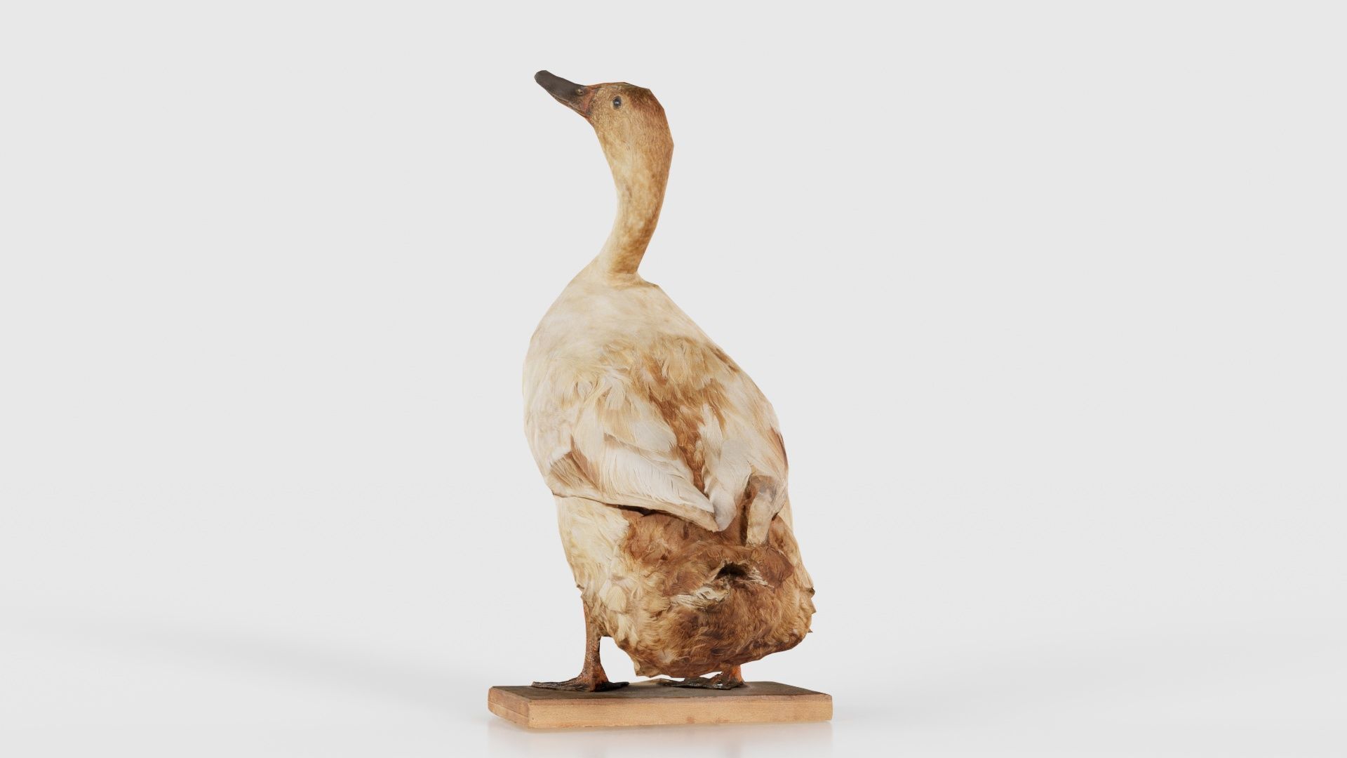 Duck Low-poly 3D model_25