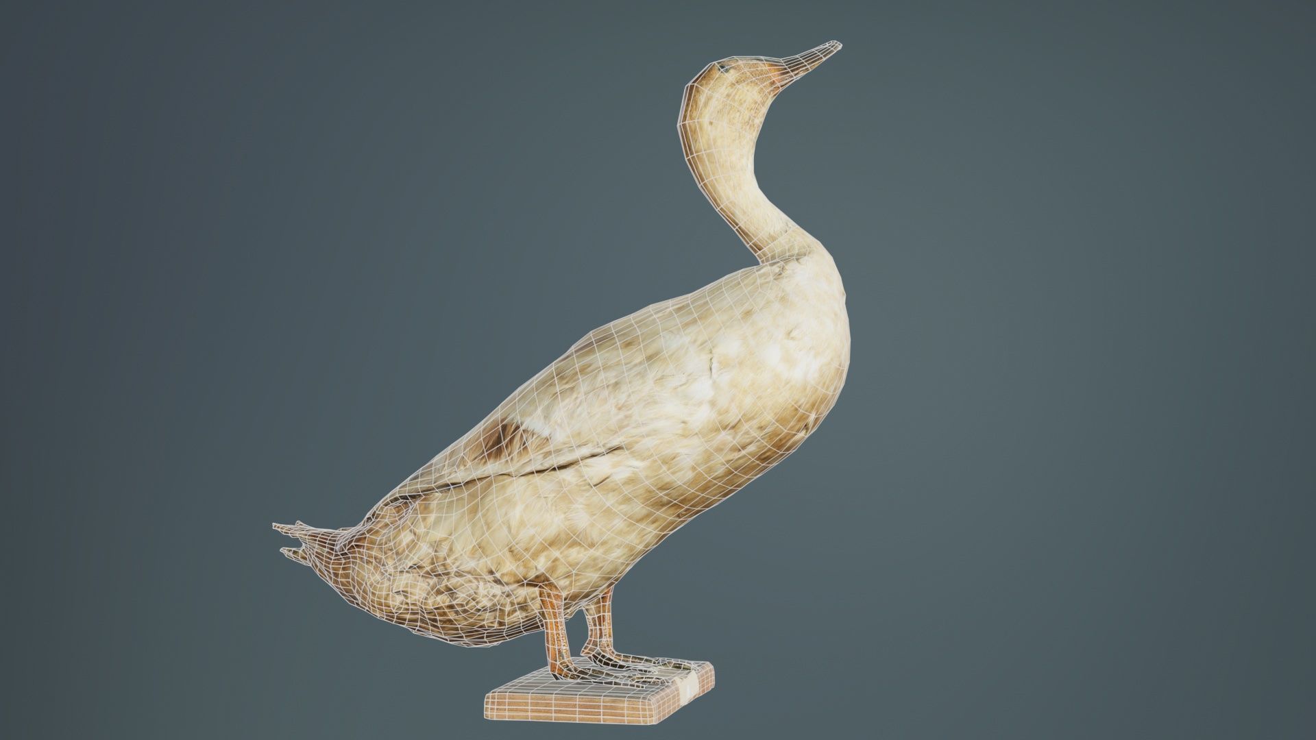 Duck Low-poly 3D model_10