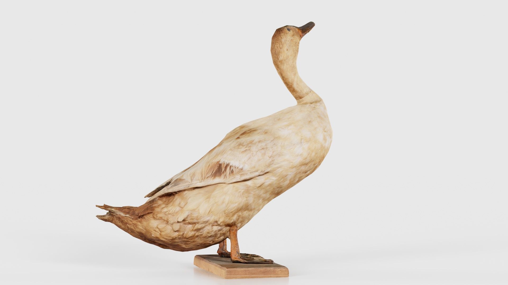 Duck Low-poly 3D model_22