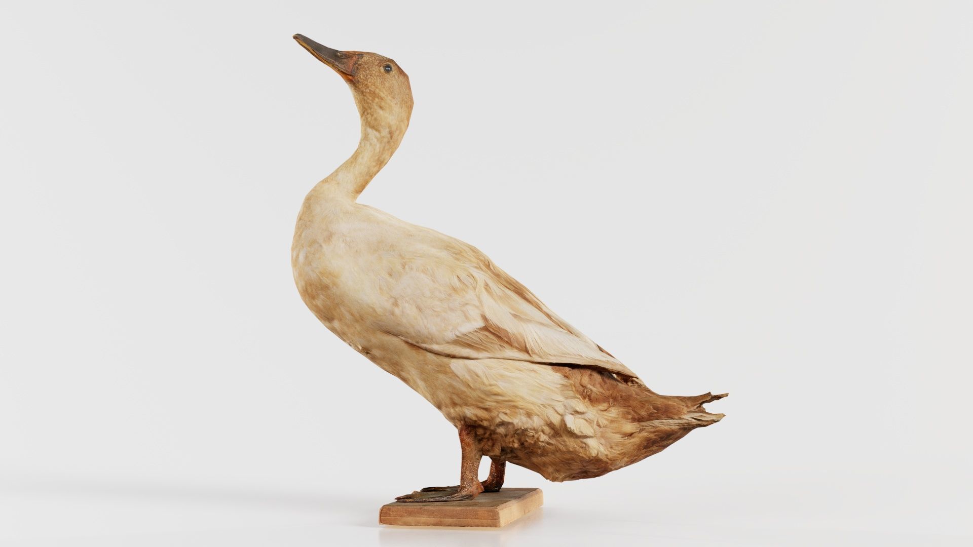 Duck Low-poly 3D model_8