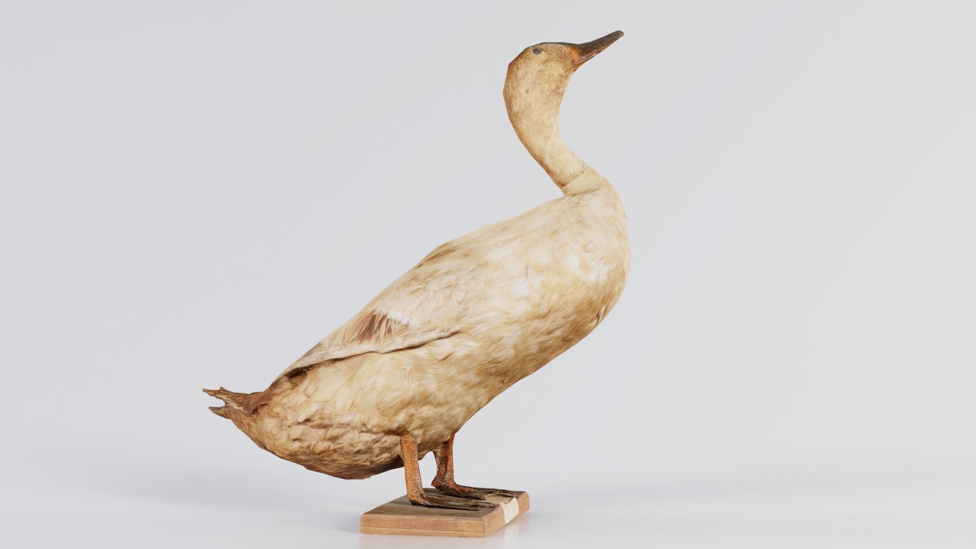 Duck Low-poly 3D model_3