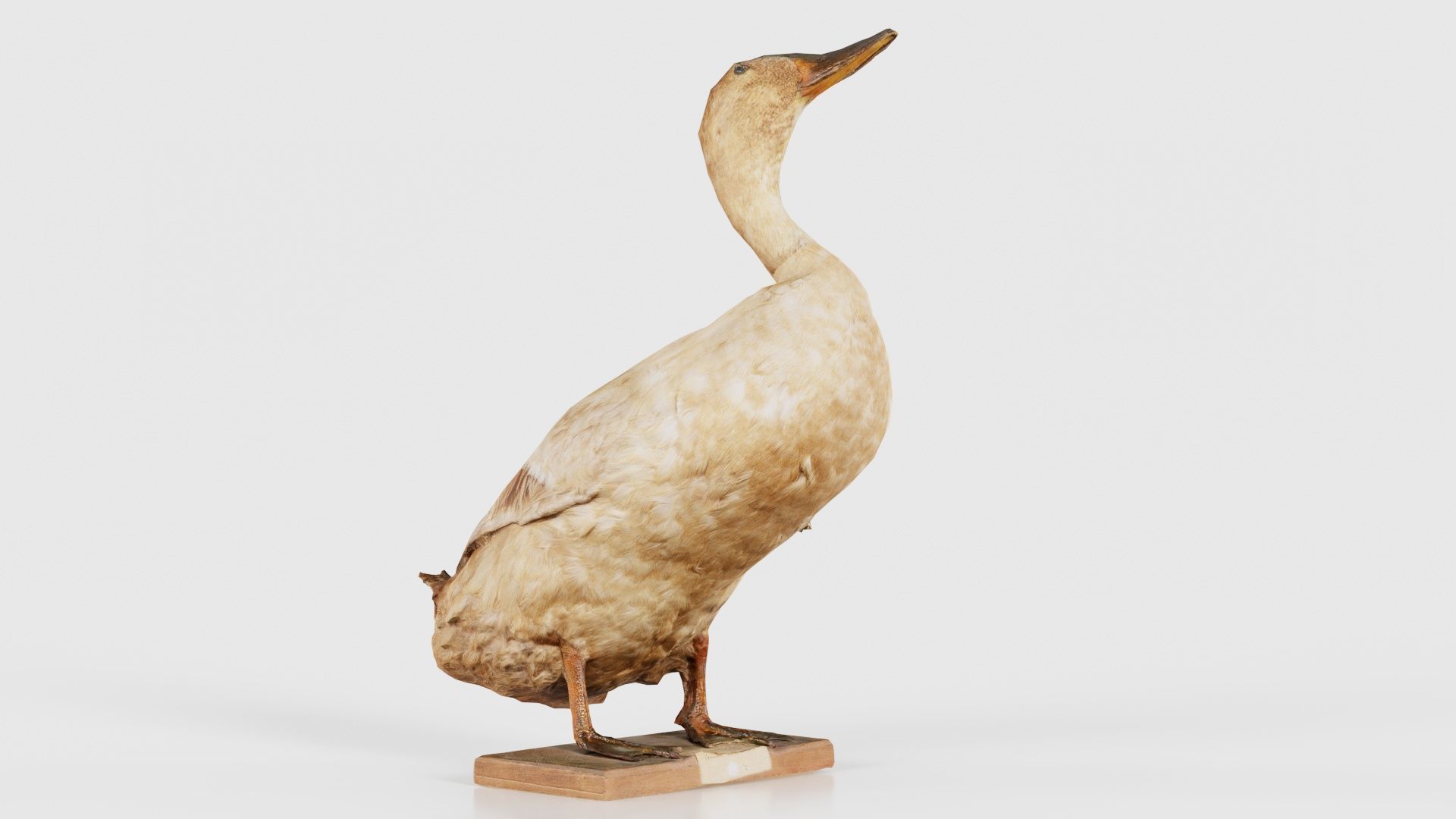 Duck Low-poly 3D model_20