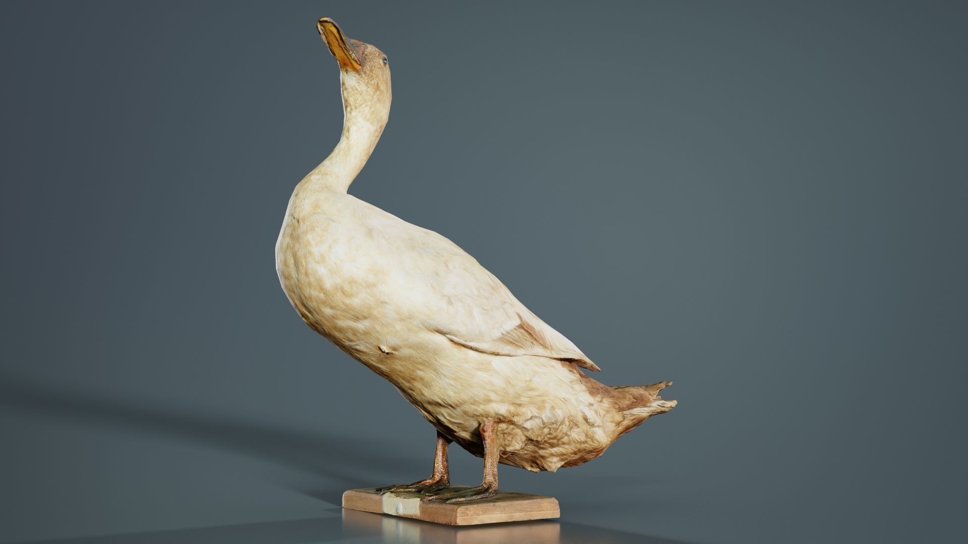 Duck Low-poly 3D model_5