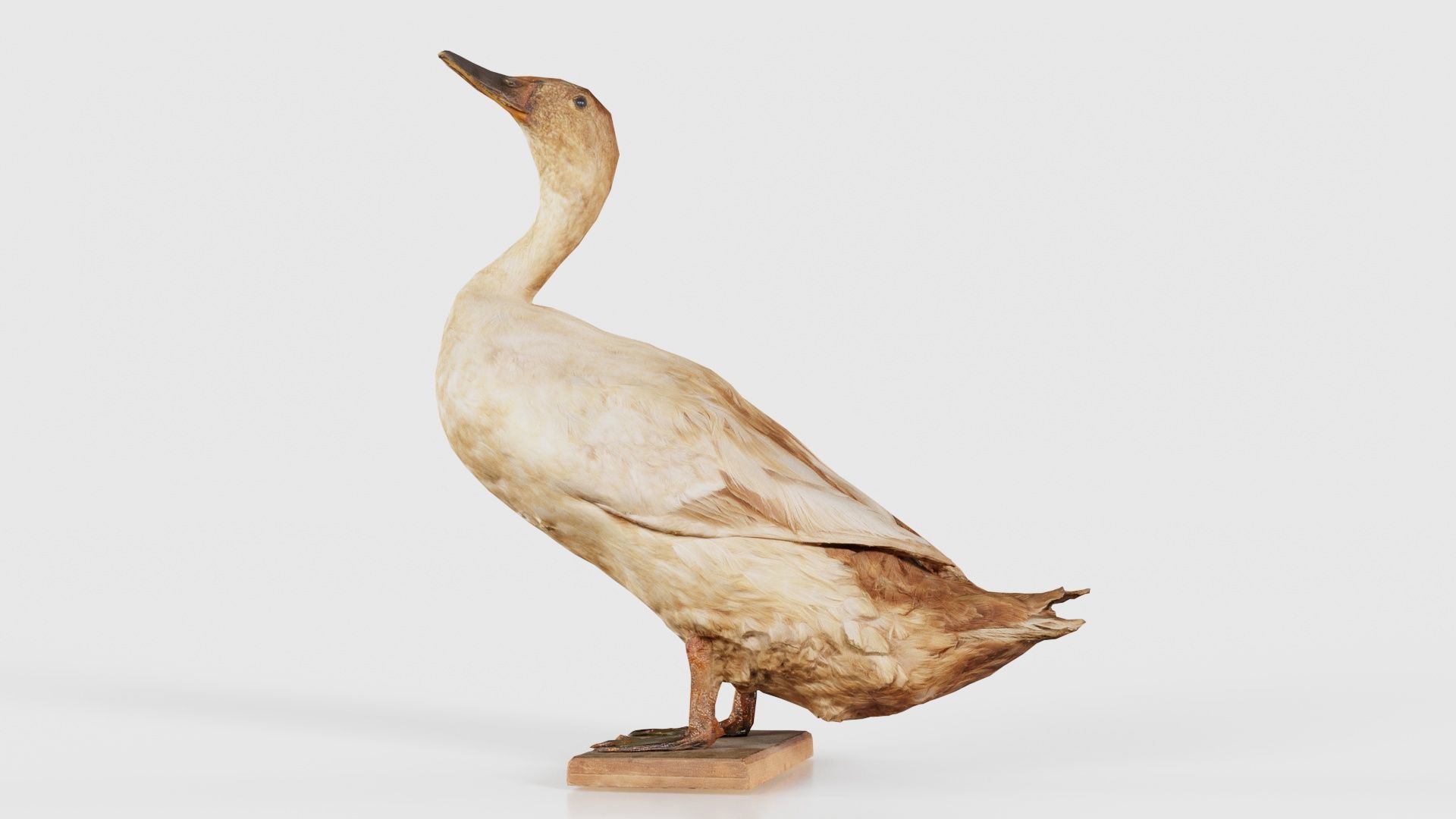 Duck Low-poly 3D model_15