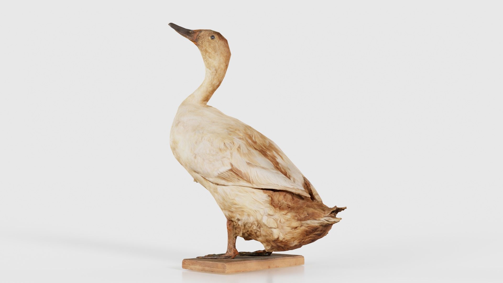 Duck Low-poly 3D model_26