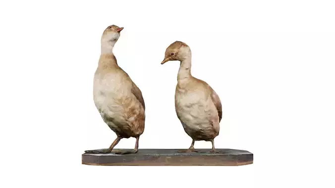 Ducklings Low-poly 3D model