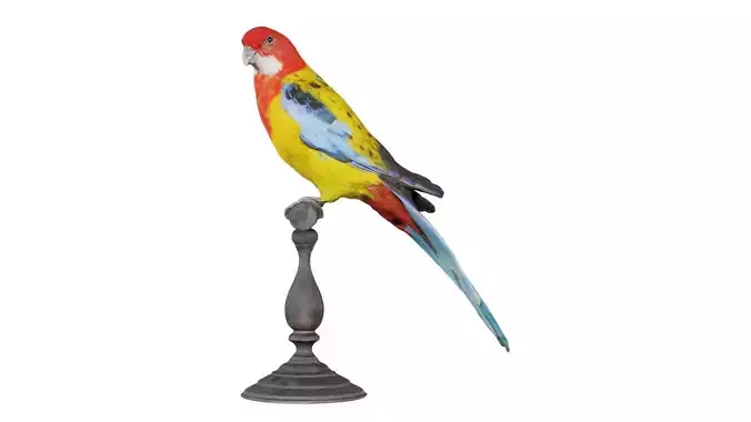Eastern Rosella Platycercus Eximius Low-poly 3D model
