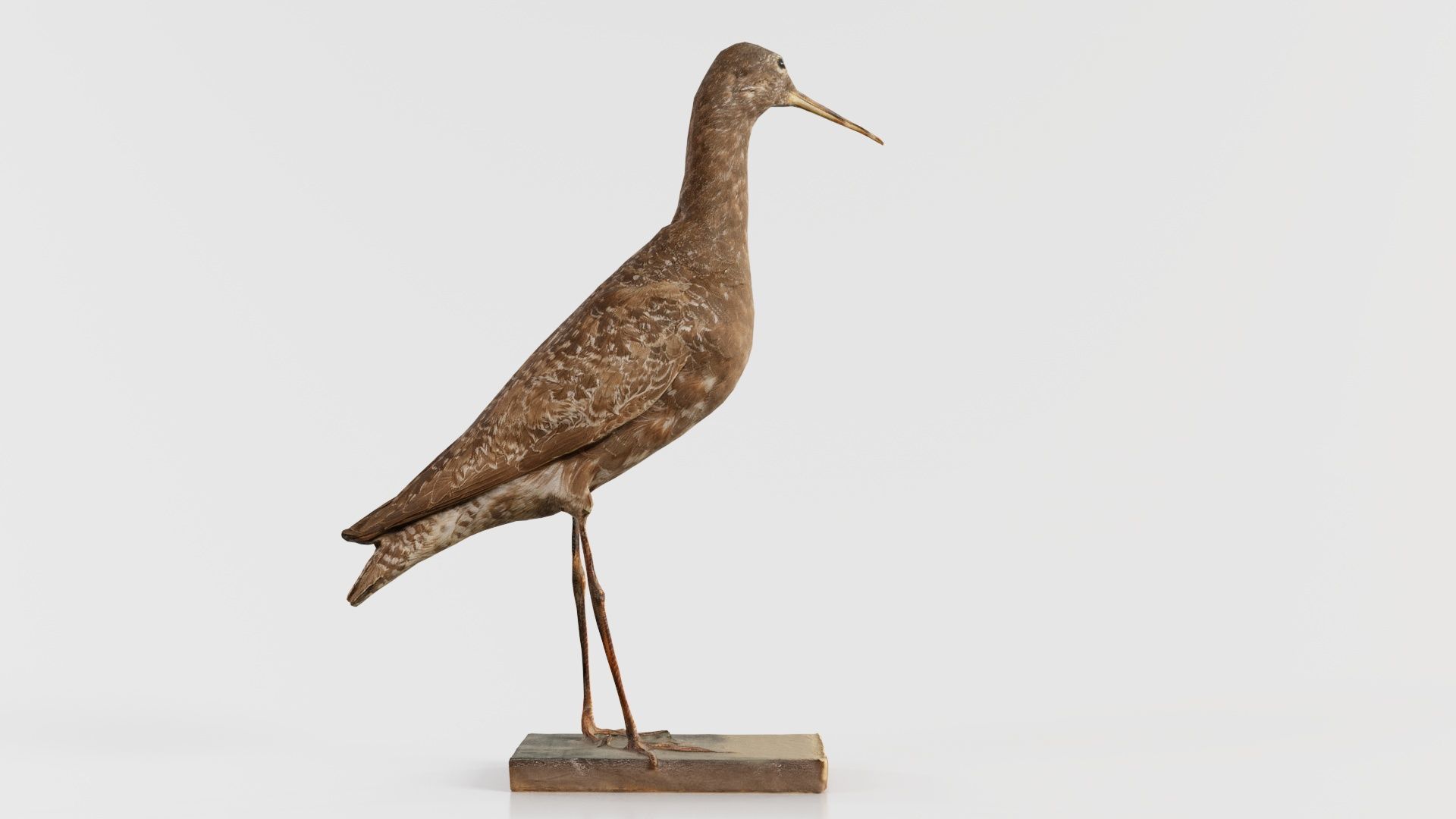 Eskimo Curlew Numenius Borealis Low-poly 3D model_1