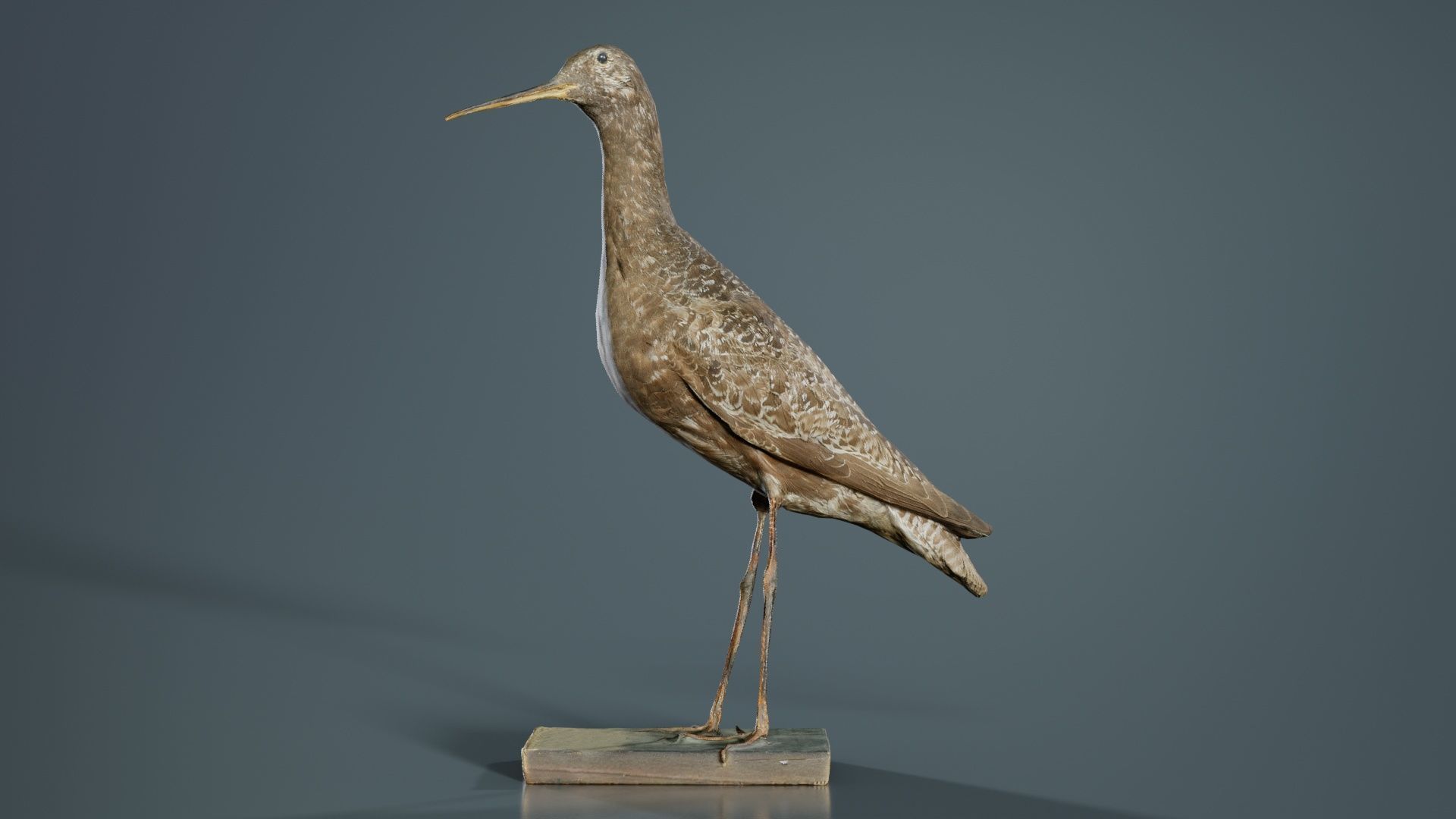 Eskimo Curlew Numenius Borealis Low-poly 3D model_2