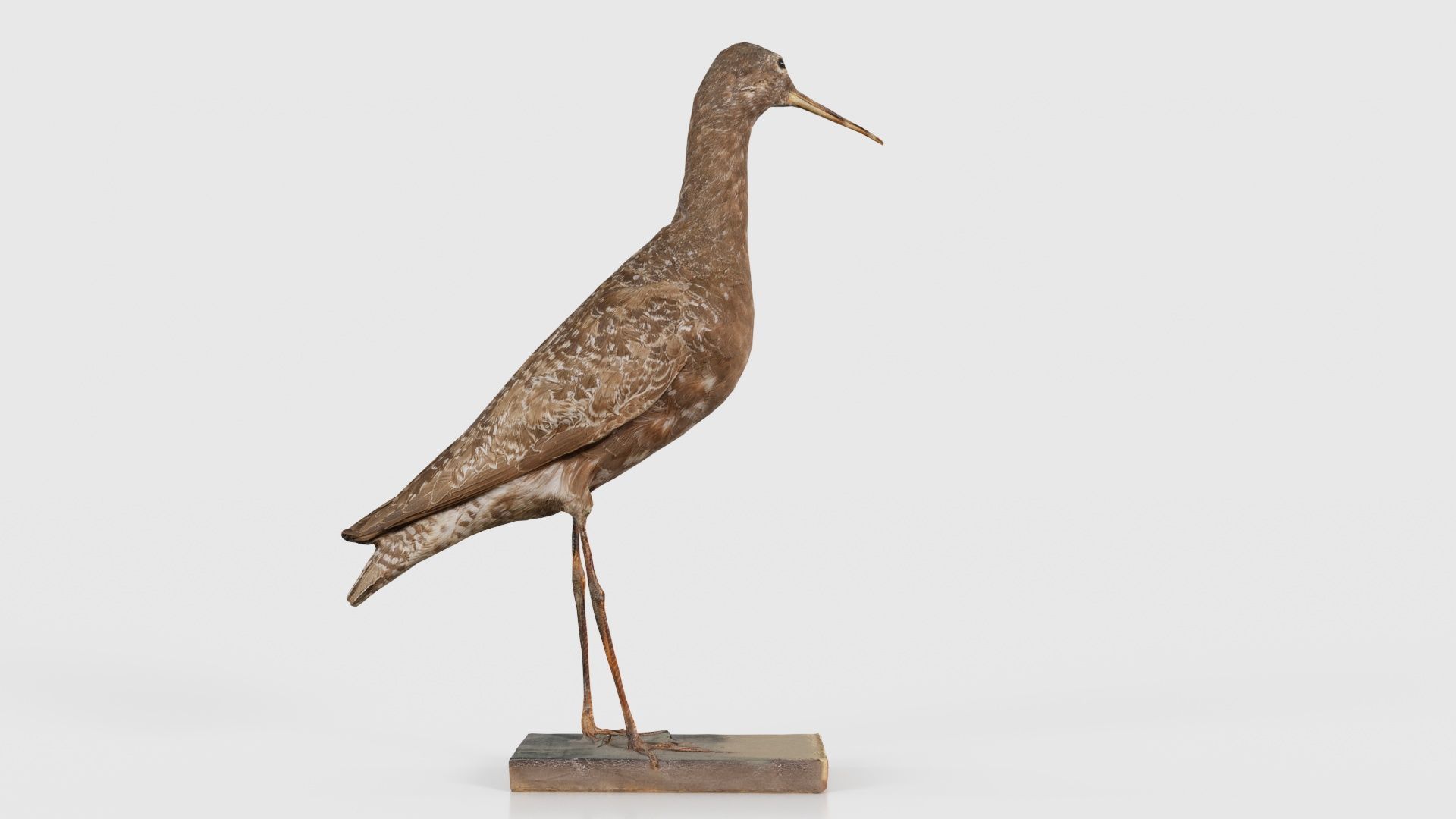 Eskimo Curlew Numenius Borealis Low-poly 3D model_21