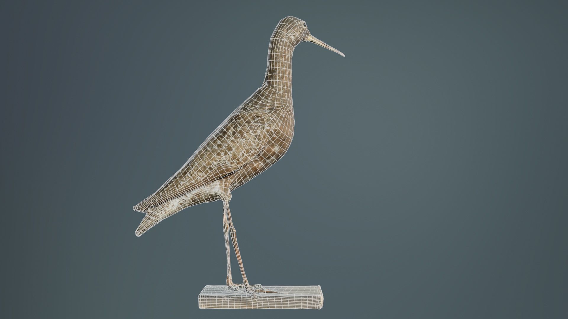 Eskimo Curlew Numenius Borealis Low-poly 3D model_10