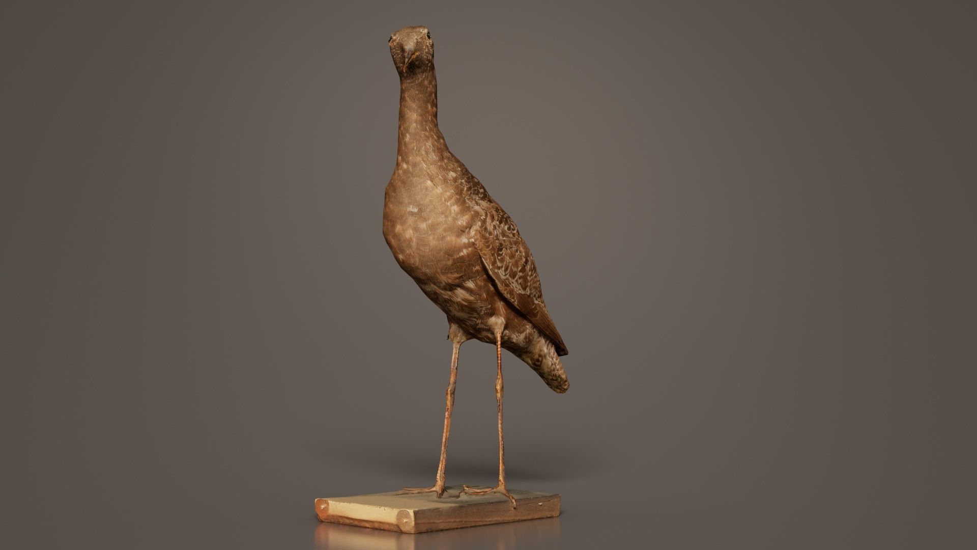Eskimo Curlew Numenius Borealis Low-poly 3D model_3