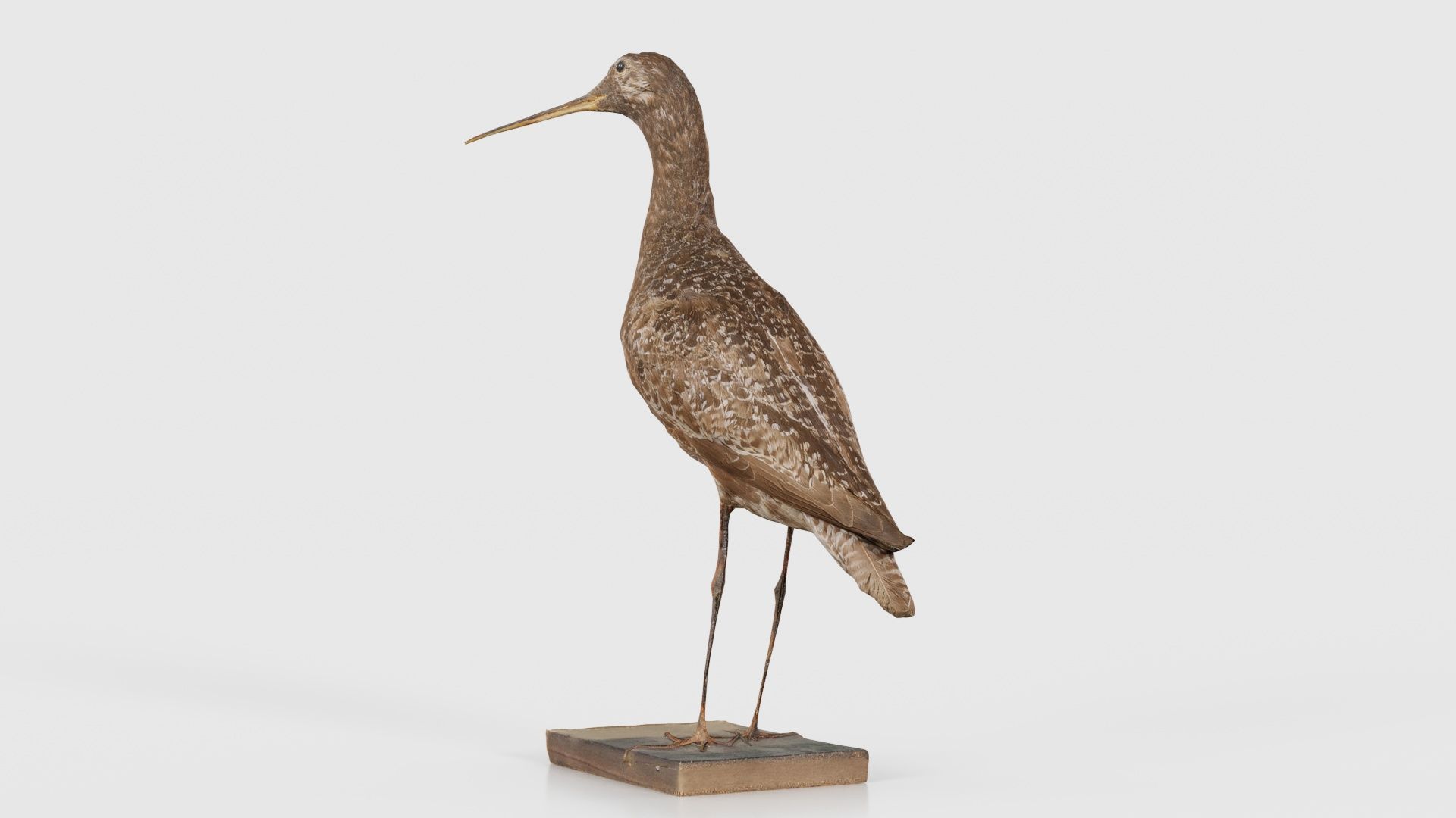 Eskimo Curlew Numenius Borealis Low-poly 3D model_25