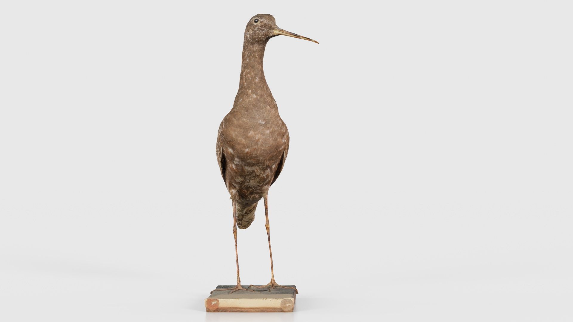 Eskimo Curlew Numenius Borealis Low-poly 3D model_18