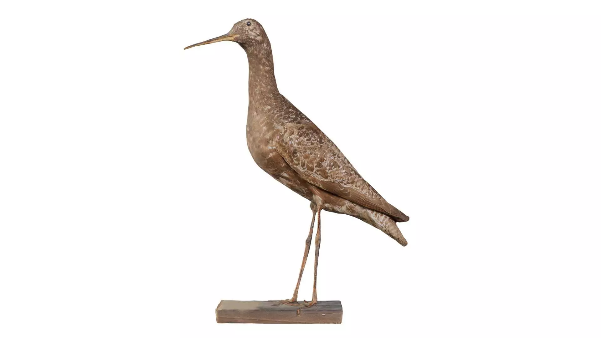 Eskimo Curlew Numenius Borealis Low-poly 3D model_0
