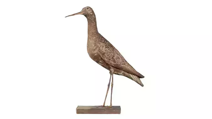 Eskimo Curlew Numenius Borealis Low-poly 3D model