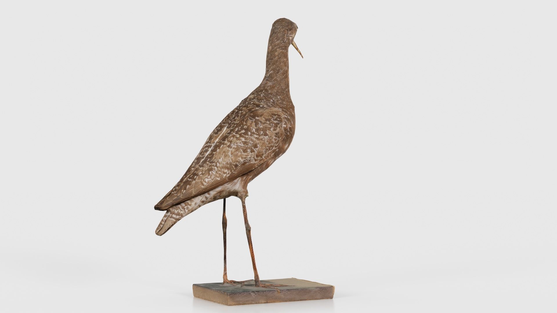 Eskimo Curlew Numenius Borealis Low-poly 3D model_22
