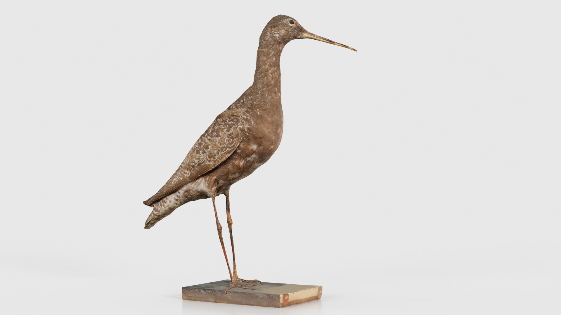 Eskimo Curlew Numenius Borealis Low-poly 3D model_20