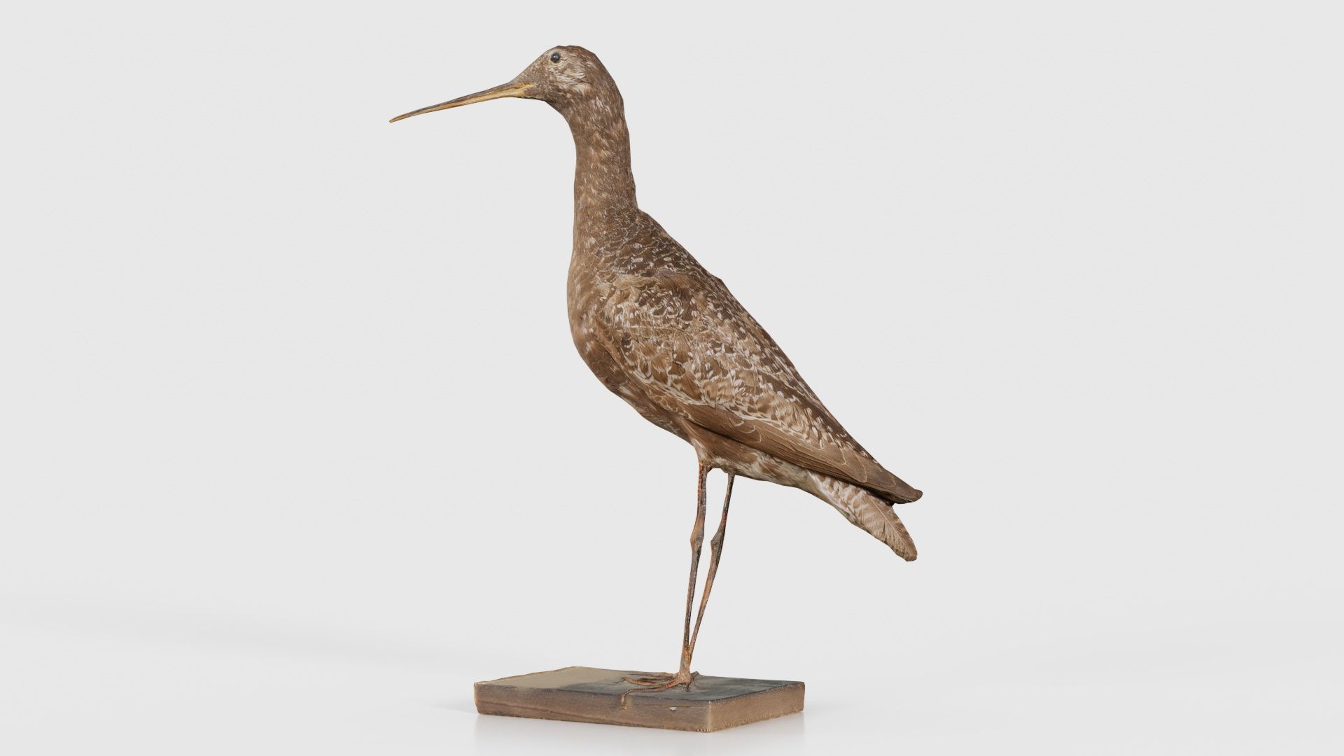 Eskimo Curlew Numenius Borealis Low-poly 3D model_26