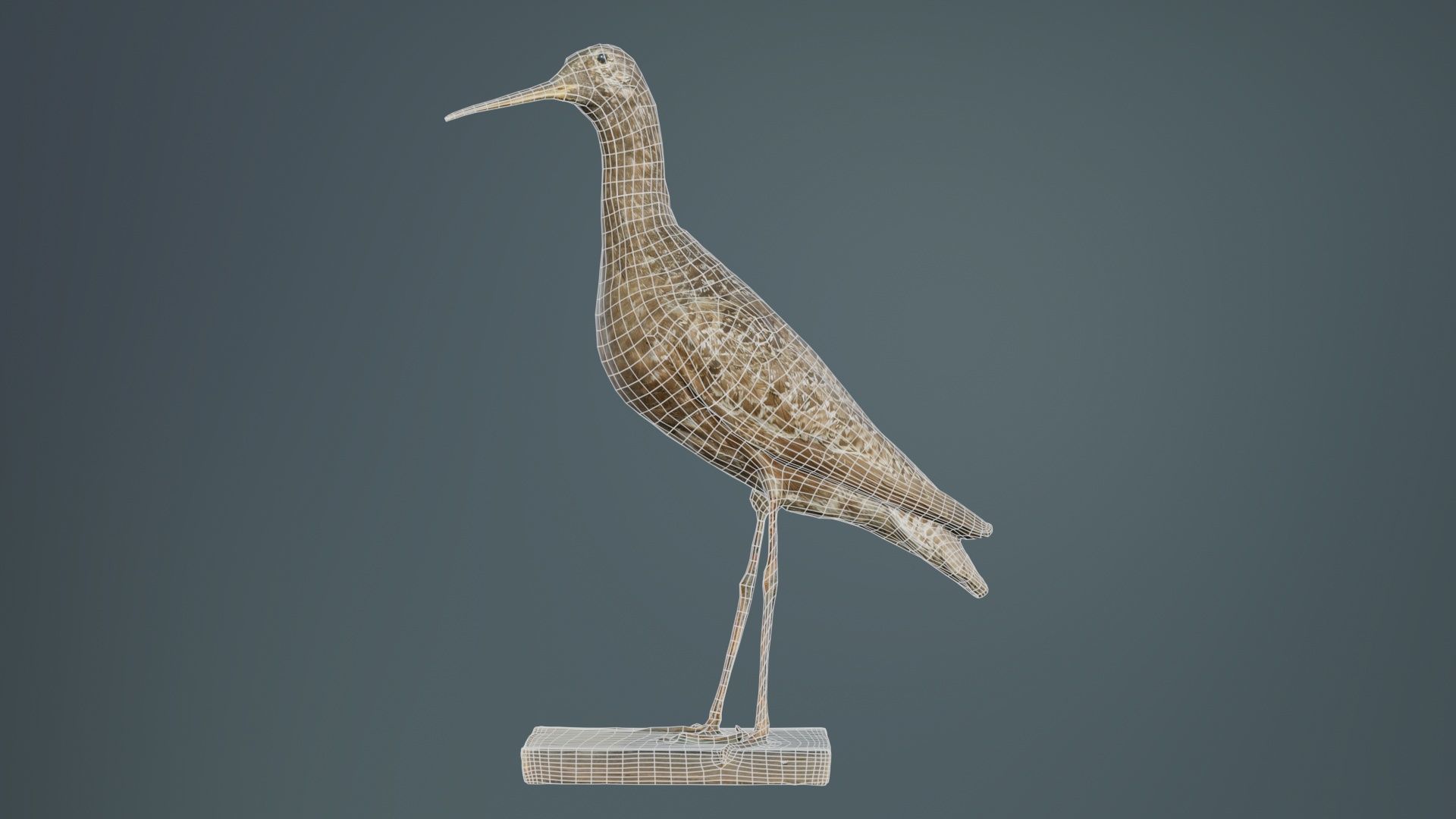 Eskimo Curlew Numenius Borealis Low-poly 3D model_9