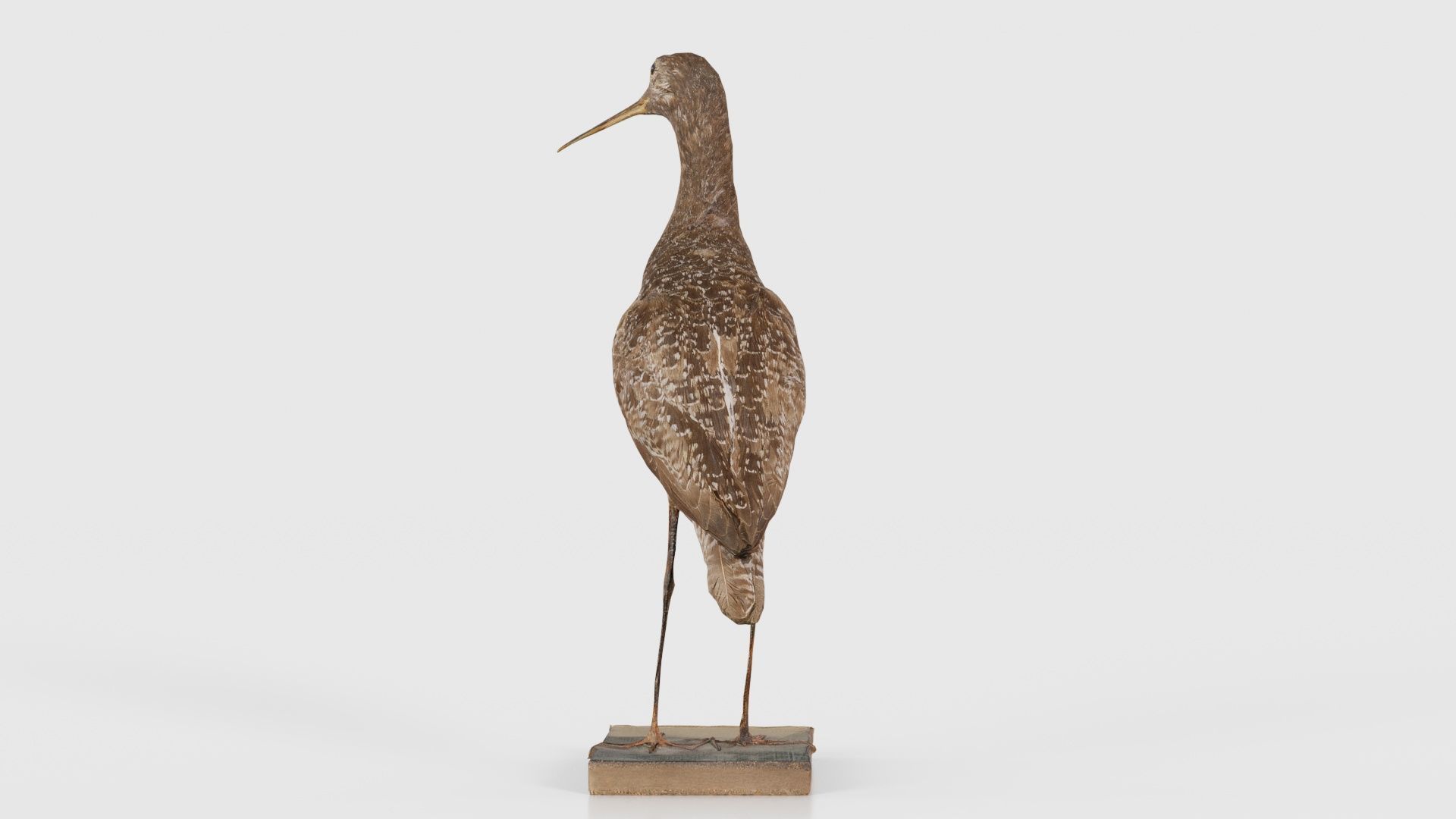 Eskimo Curlew Numenius Borealis Low-poly 3D model_24