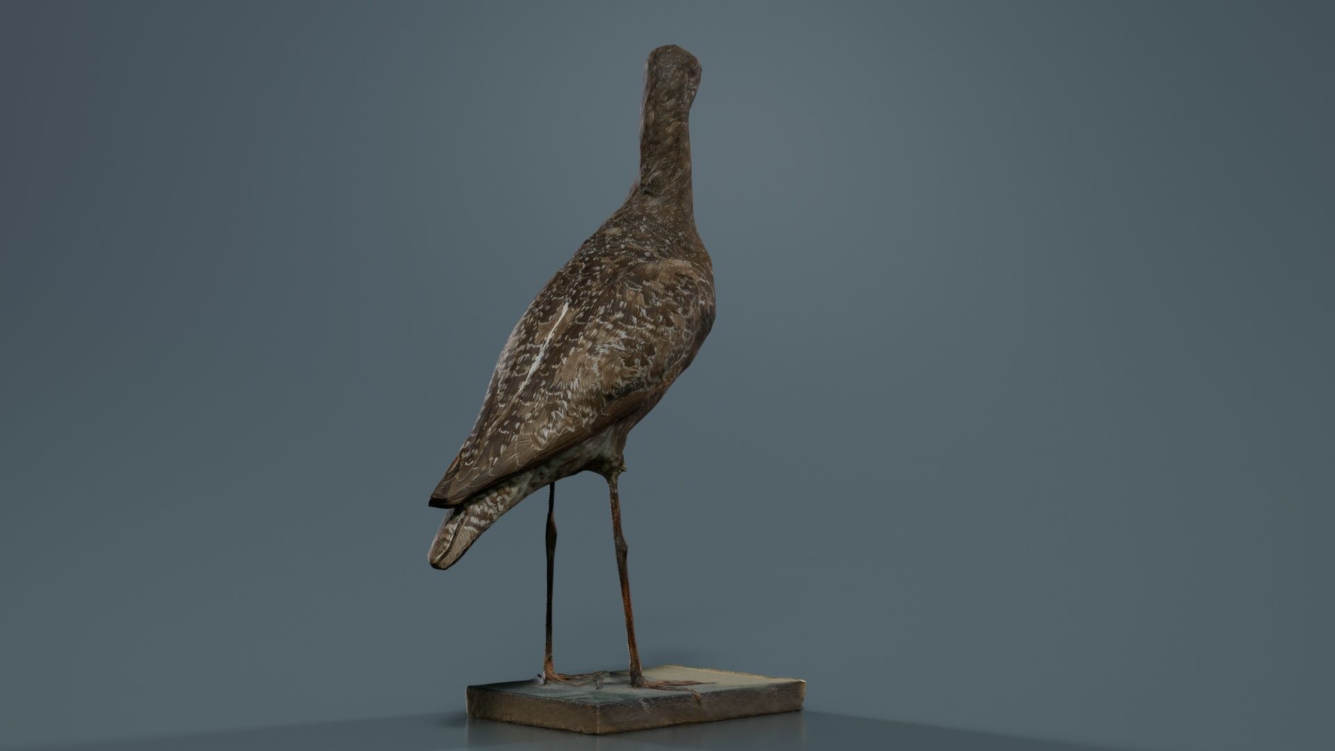 Eskimo Curlew Numenius Borealis Low-poly 3D model_4