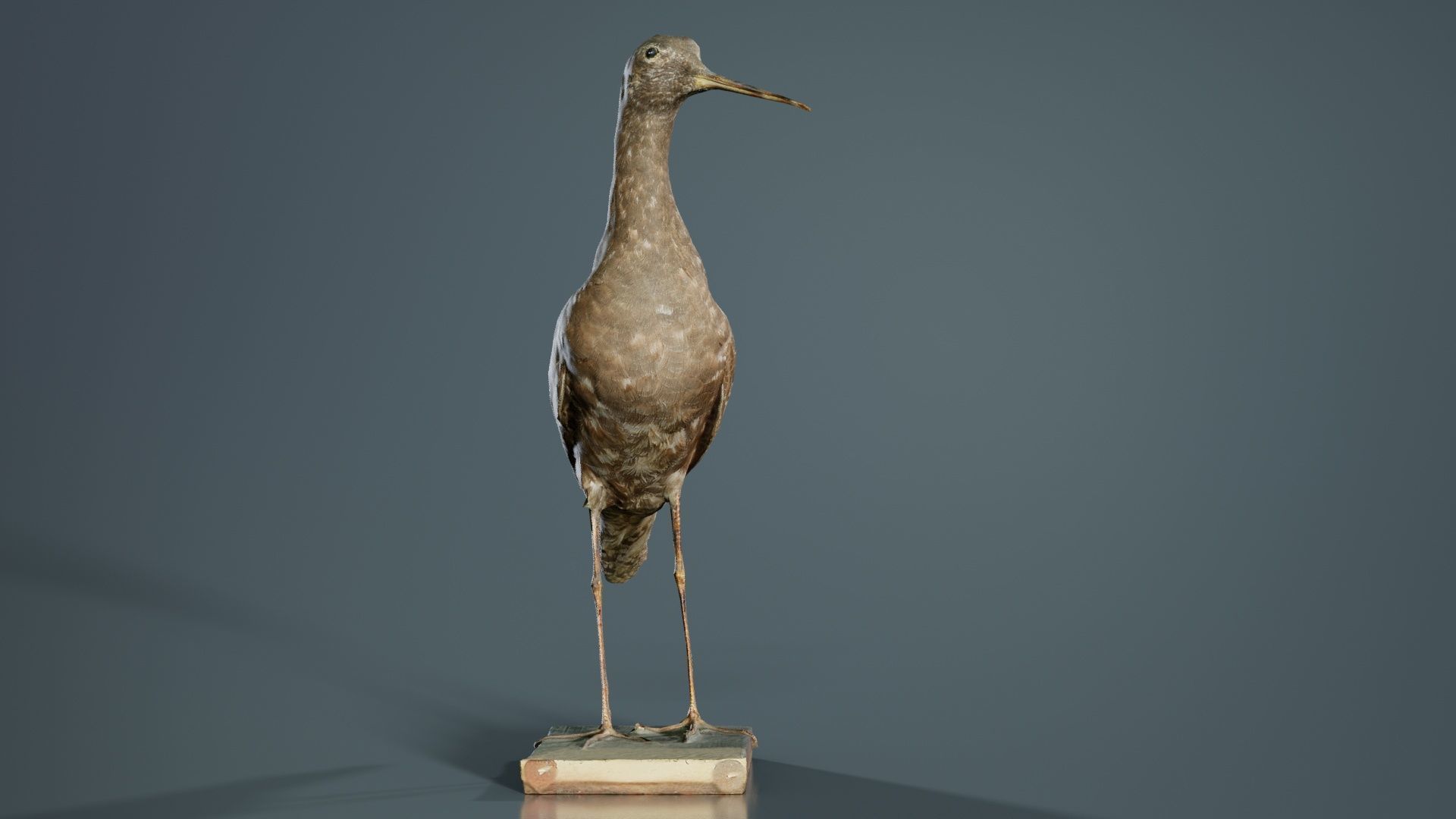 Eskimo Curlew Numenius Borealis Low-poly 3D model_5