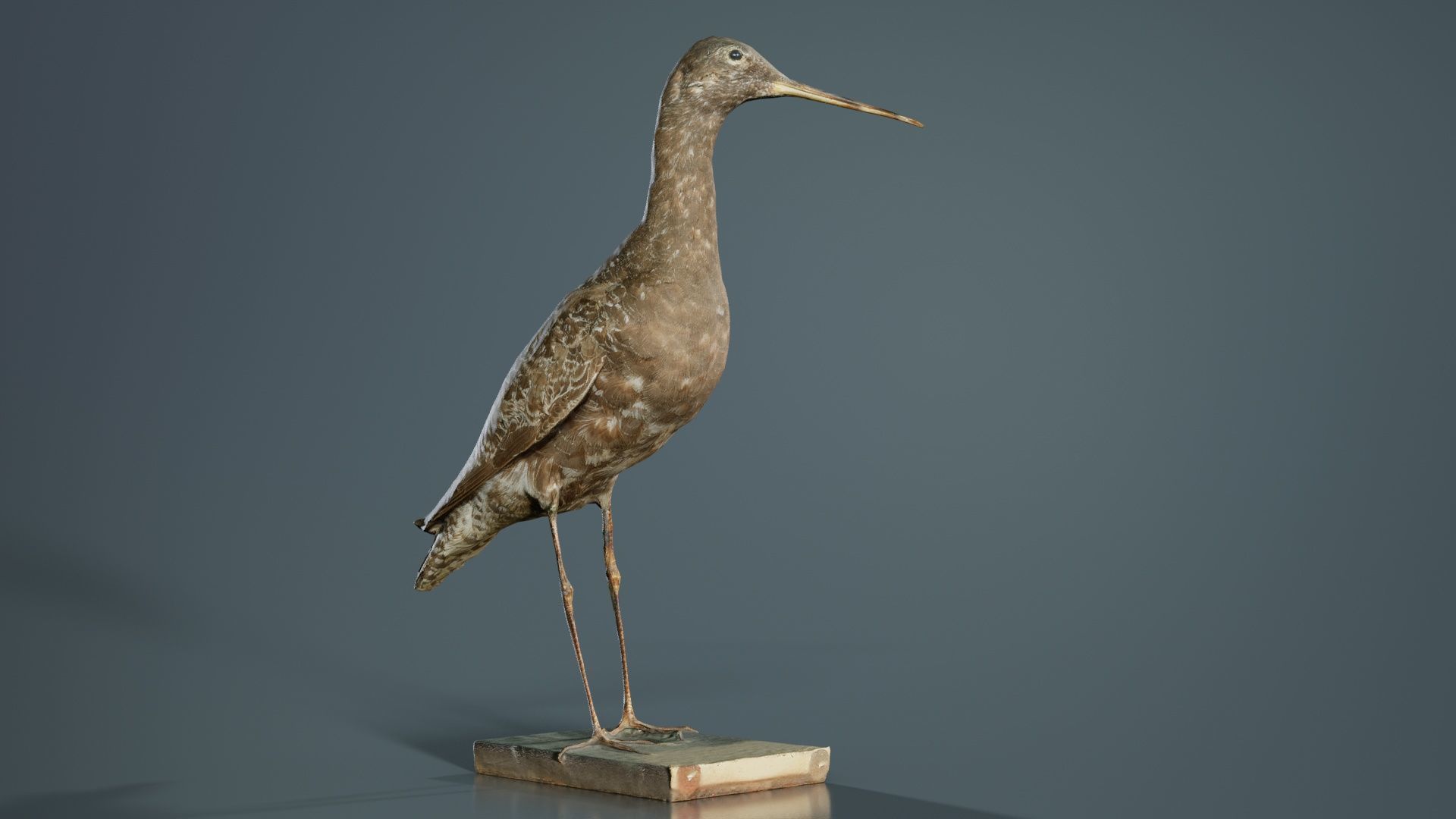 Eskimo Curlew Numenius Borealis Low-poly 3D model_8