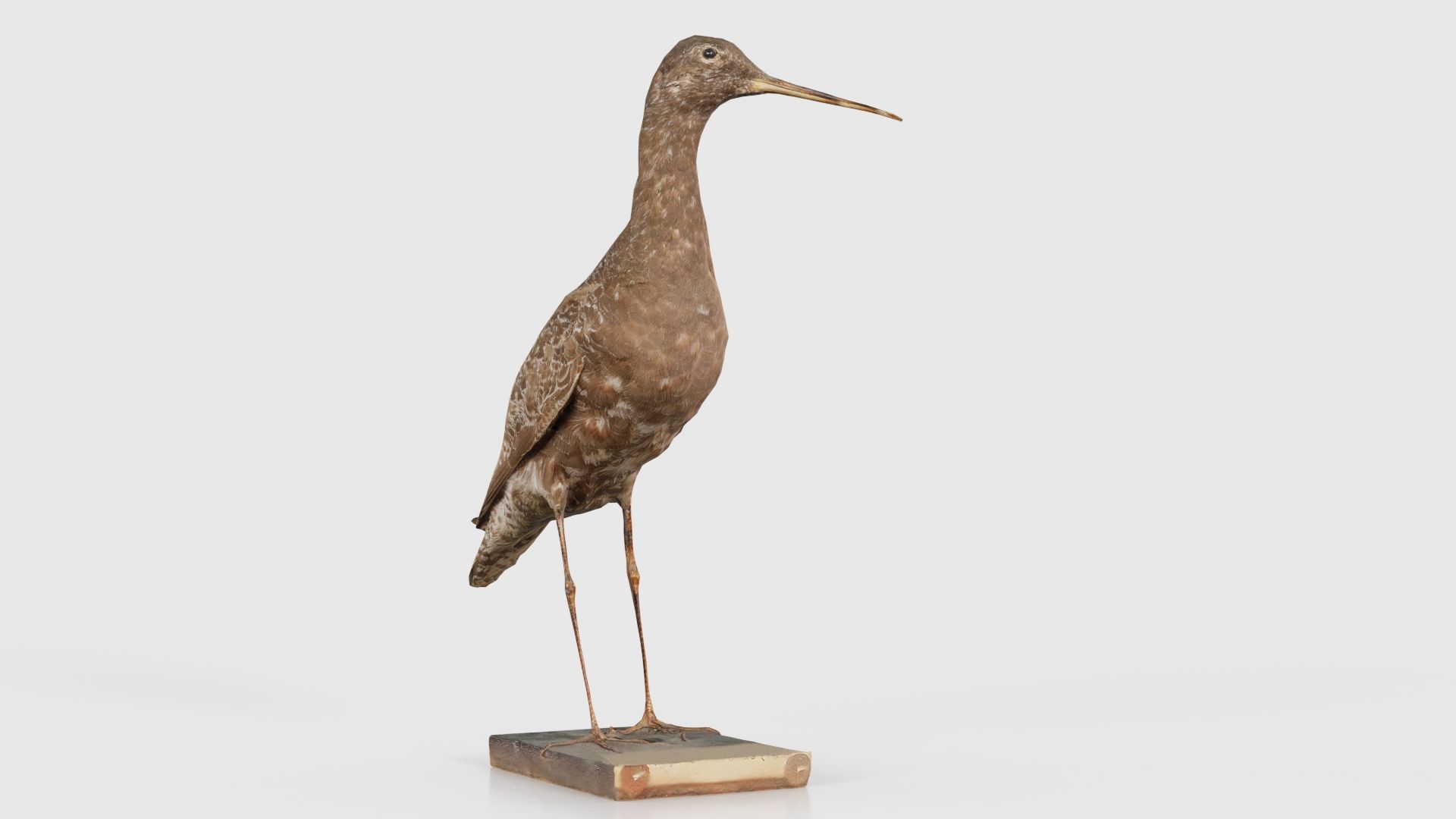 Eskimo Curlew Numenius Borealis Low-poly 3D model_19