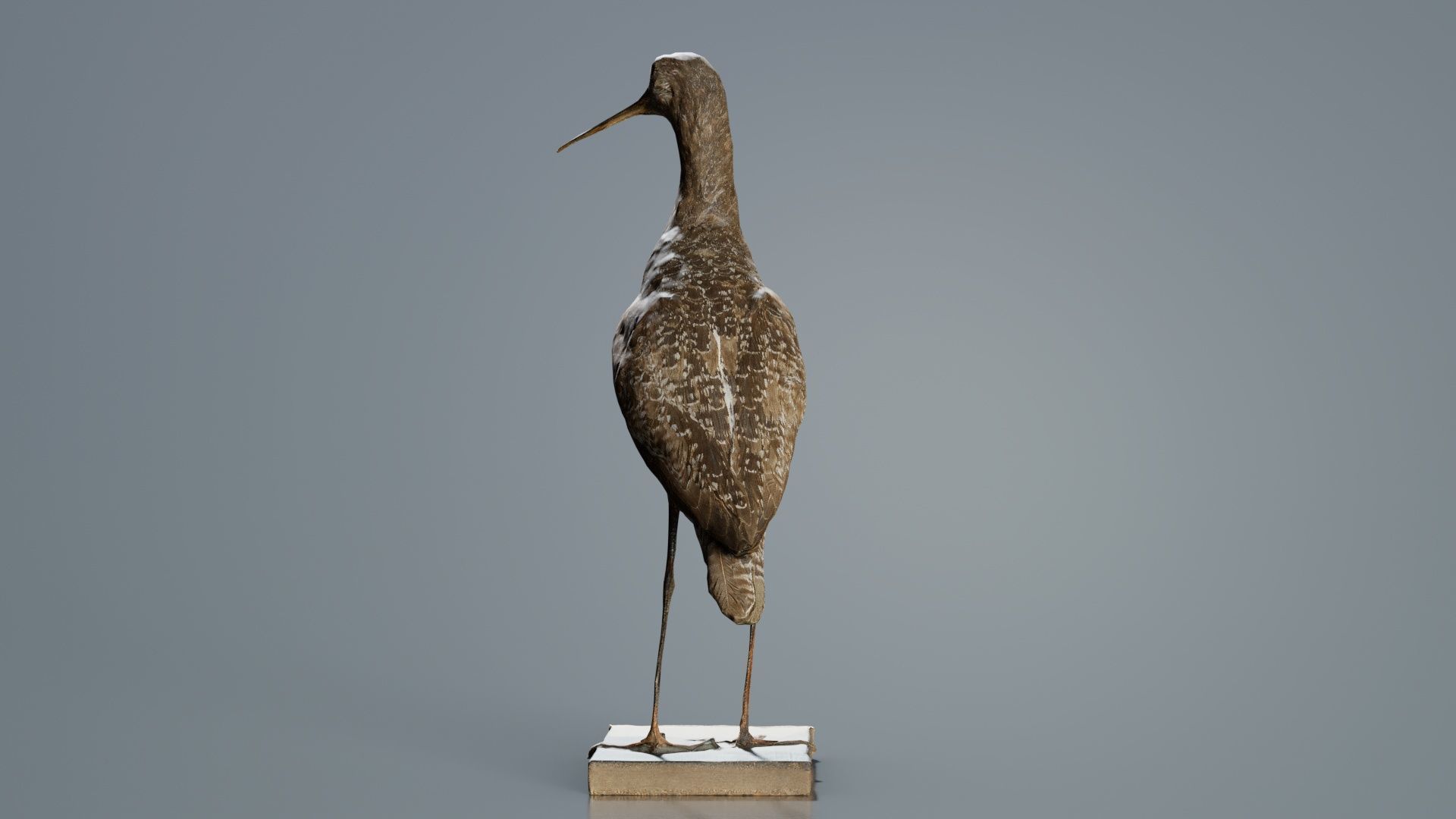 Eskimo Curlew Numenius Borealis Low-poly 3D model_7
