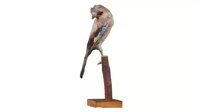 Eurasian Jay Garrulus Glandarius Low-poly 3D model