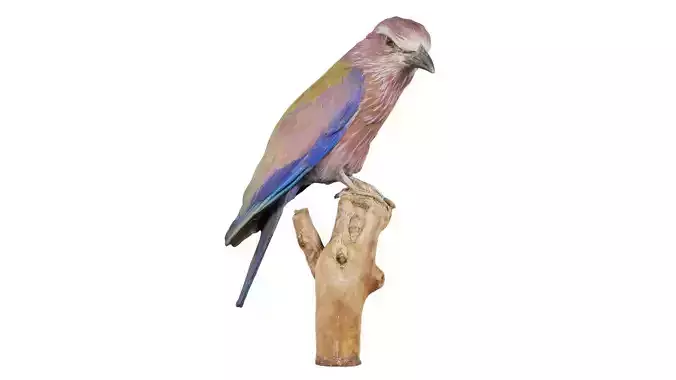 European Roller Coracias Garrulus Coraciidae Low-poly 3D model