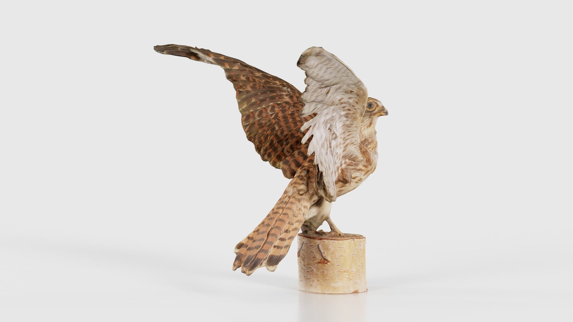 Falcon Falconinae Low-poly 3D model_18