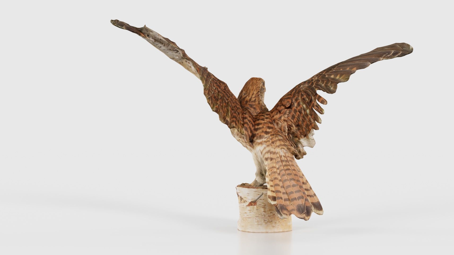 Falcon Falconinae Low-poly 3D model_20