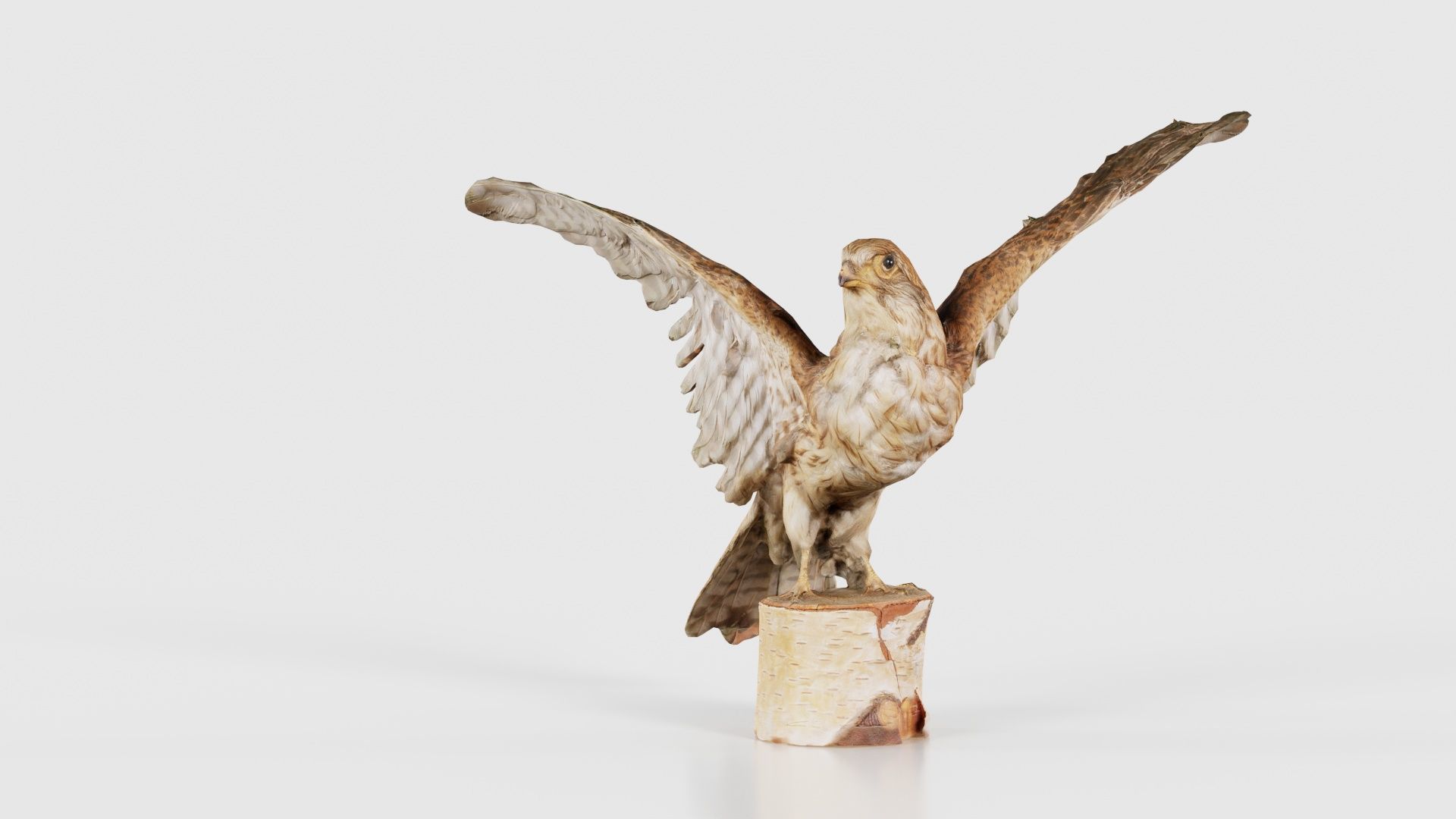 Falcon Falconinae Low-poly 3D model_26