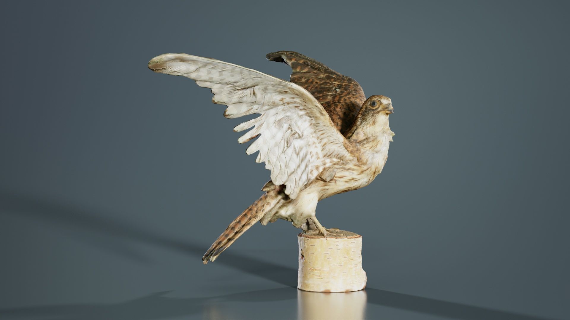 Falcon Falconinae Low-poly 3D model_2