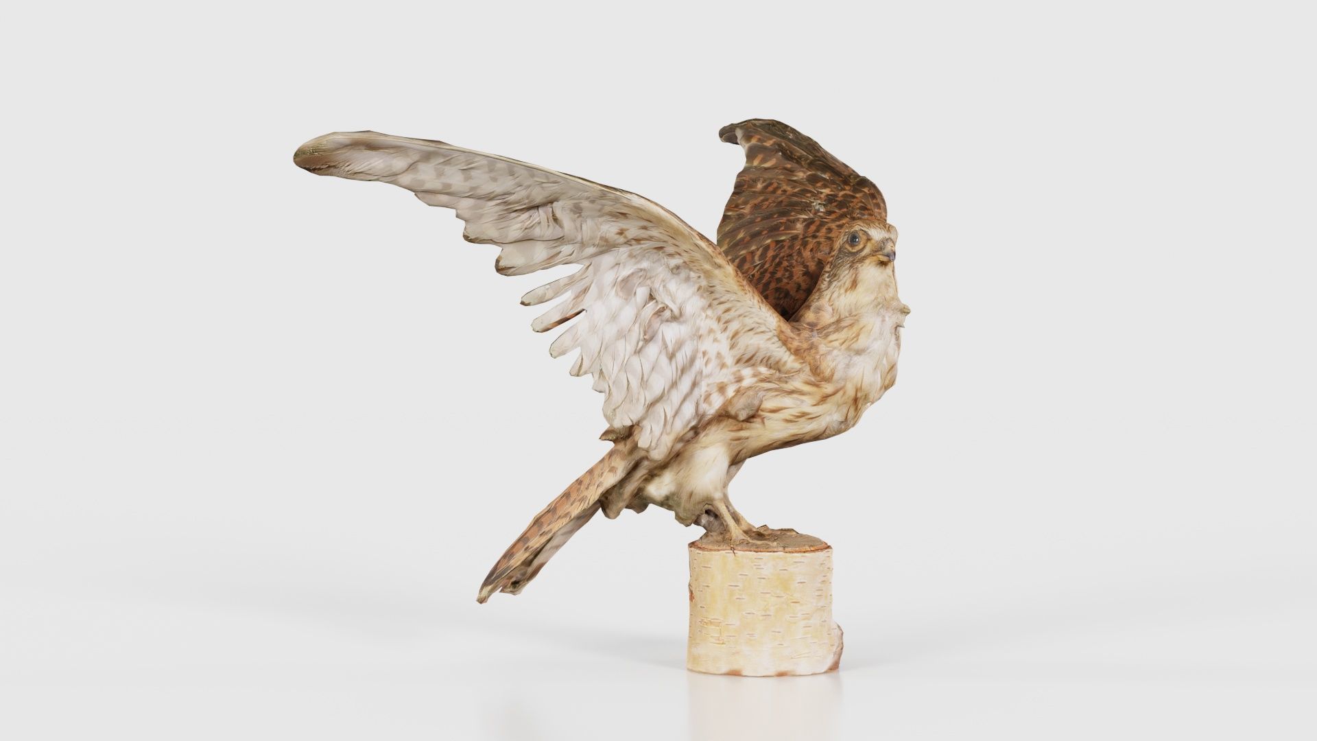 Falcon Falconinae Low-poly 3D model_16