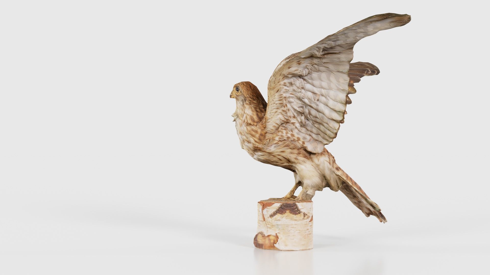 Falcon Falconinae Low-poly 3D model_23