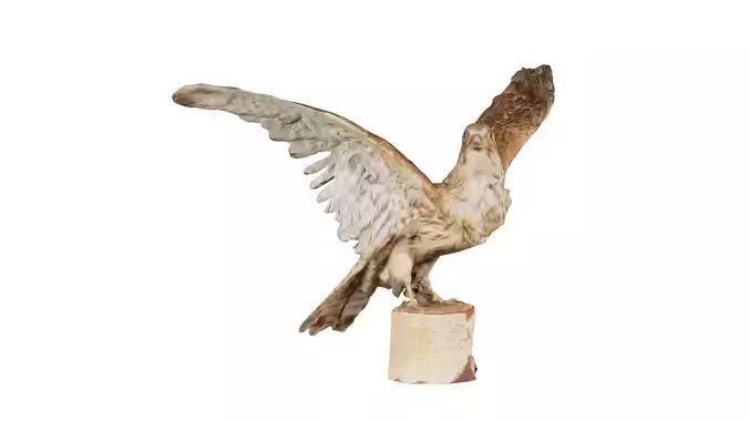 Falcon Falconinae