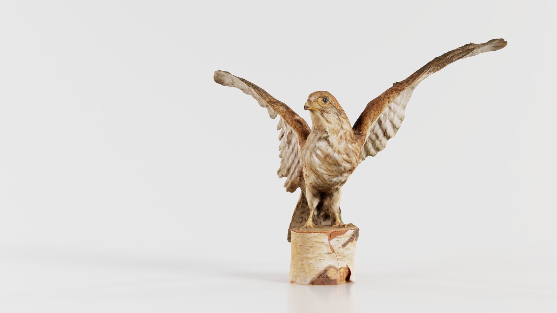 Falcon Falconinae Low-poly 3D model_8