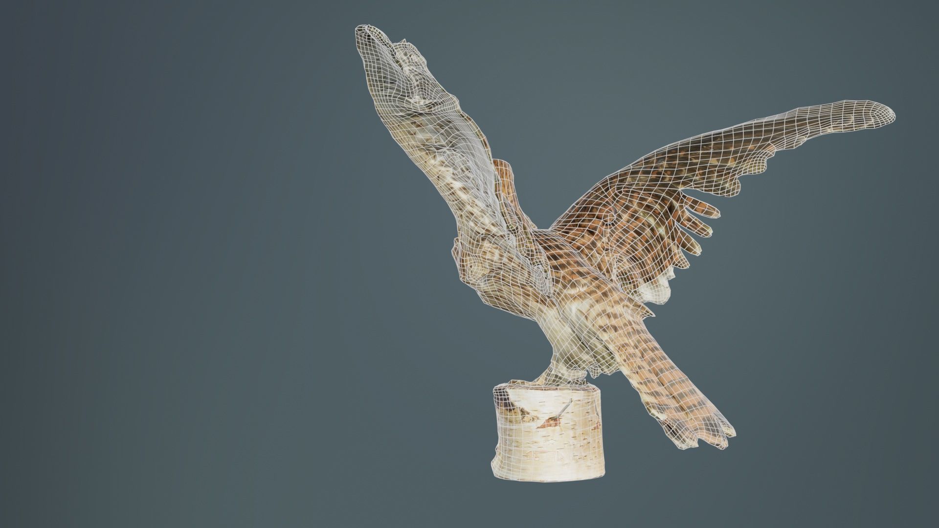 Falcon Falconinae Low-poly 3D model_10