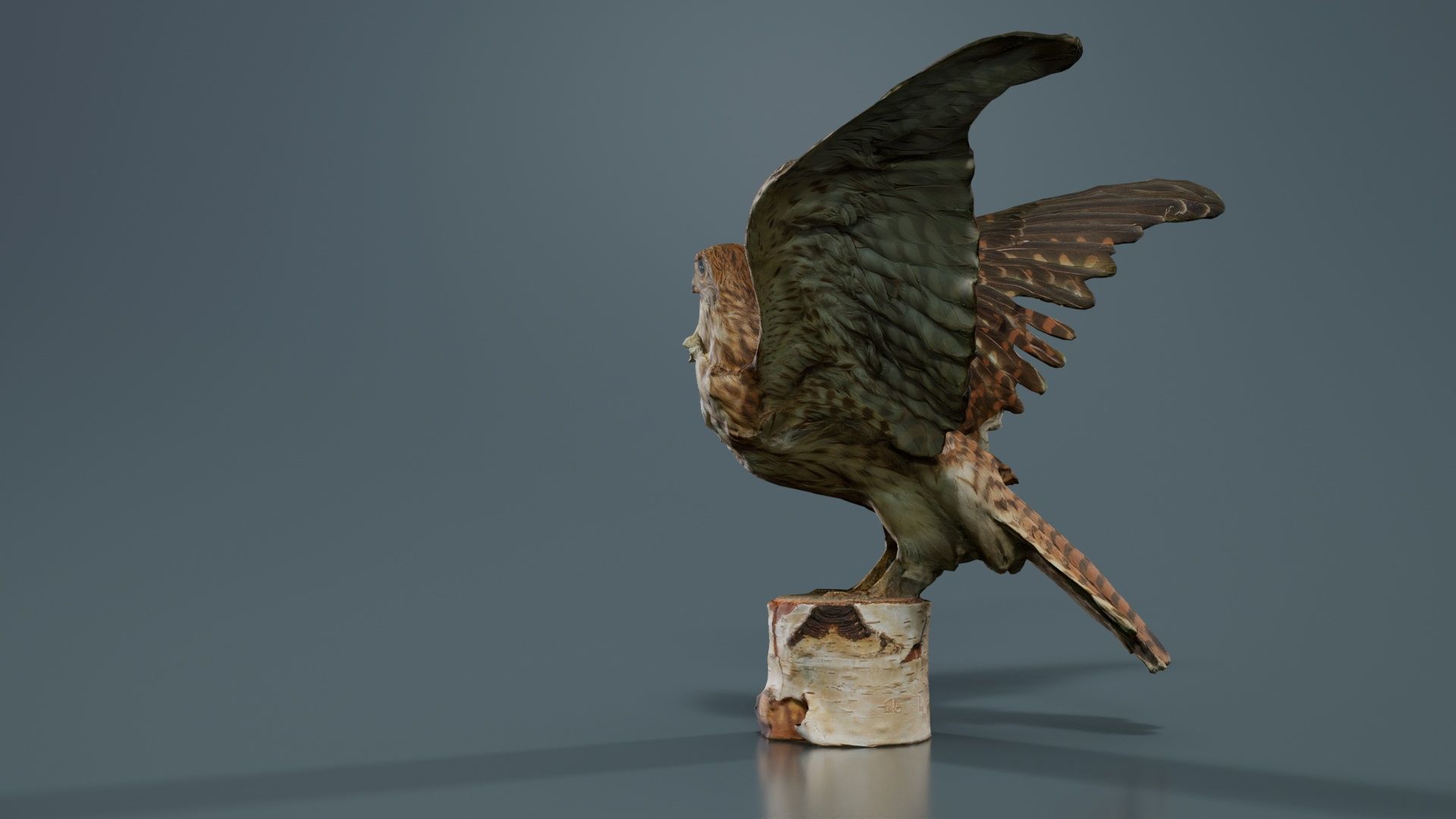 Falcon Falconinae Low-poly 3D model_6