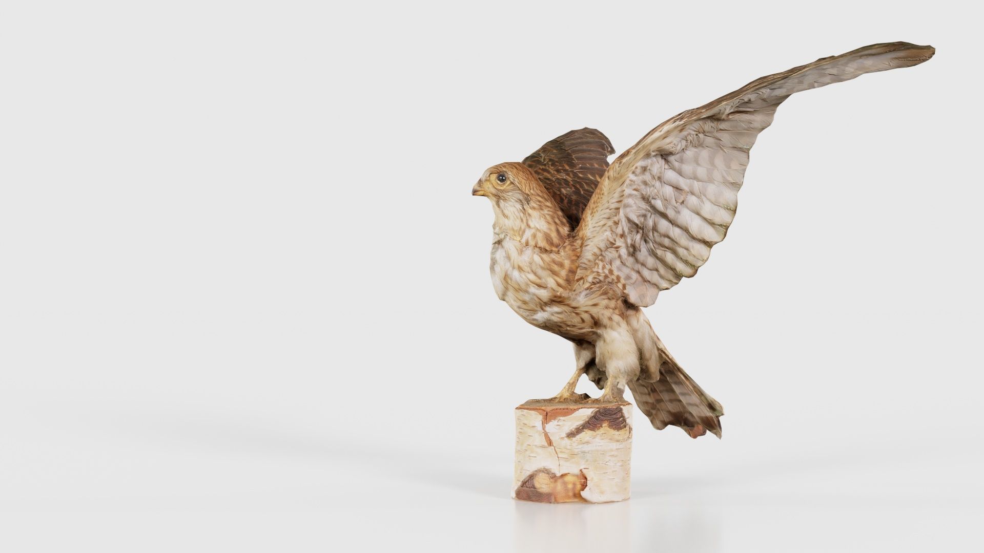 Falcon Falconinae Low-poly 3D model_24