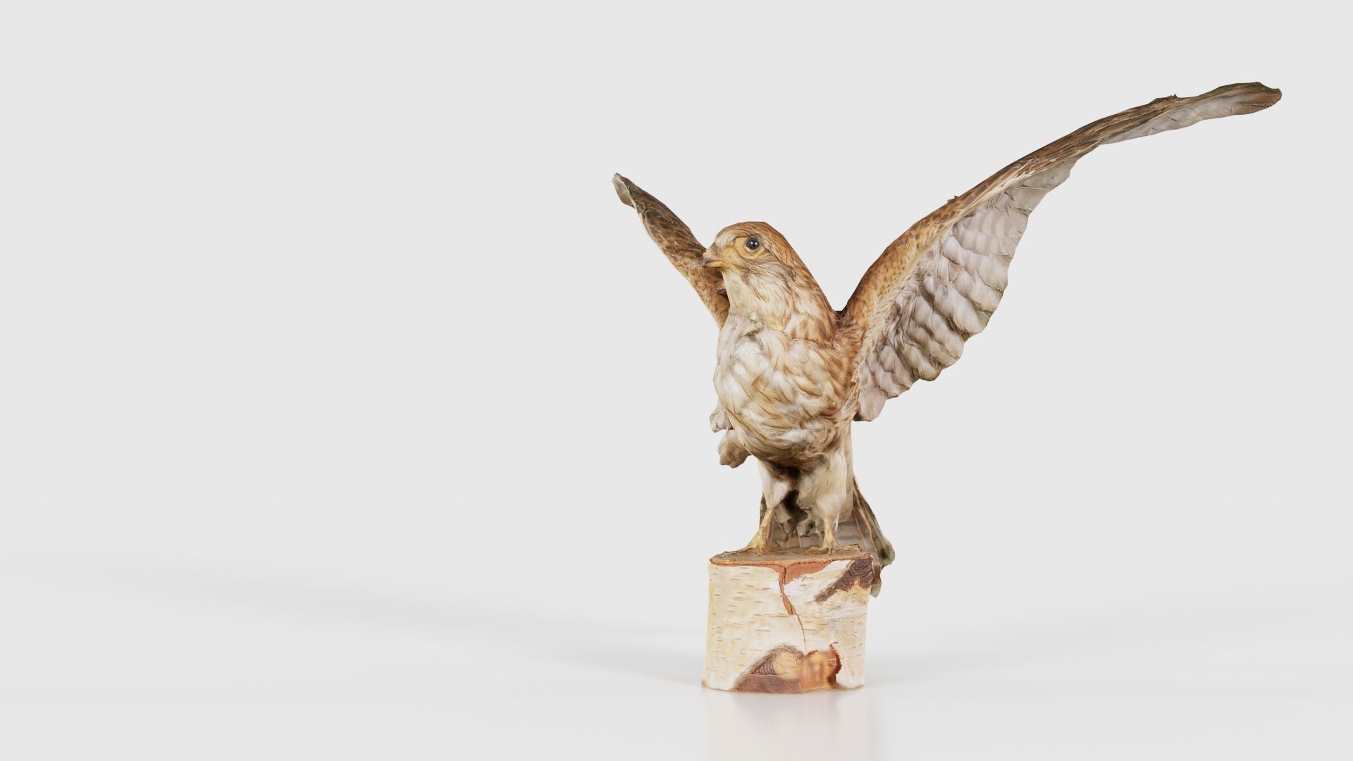 Falcon Falconinae Low-poly 3D model_25