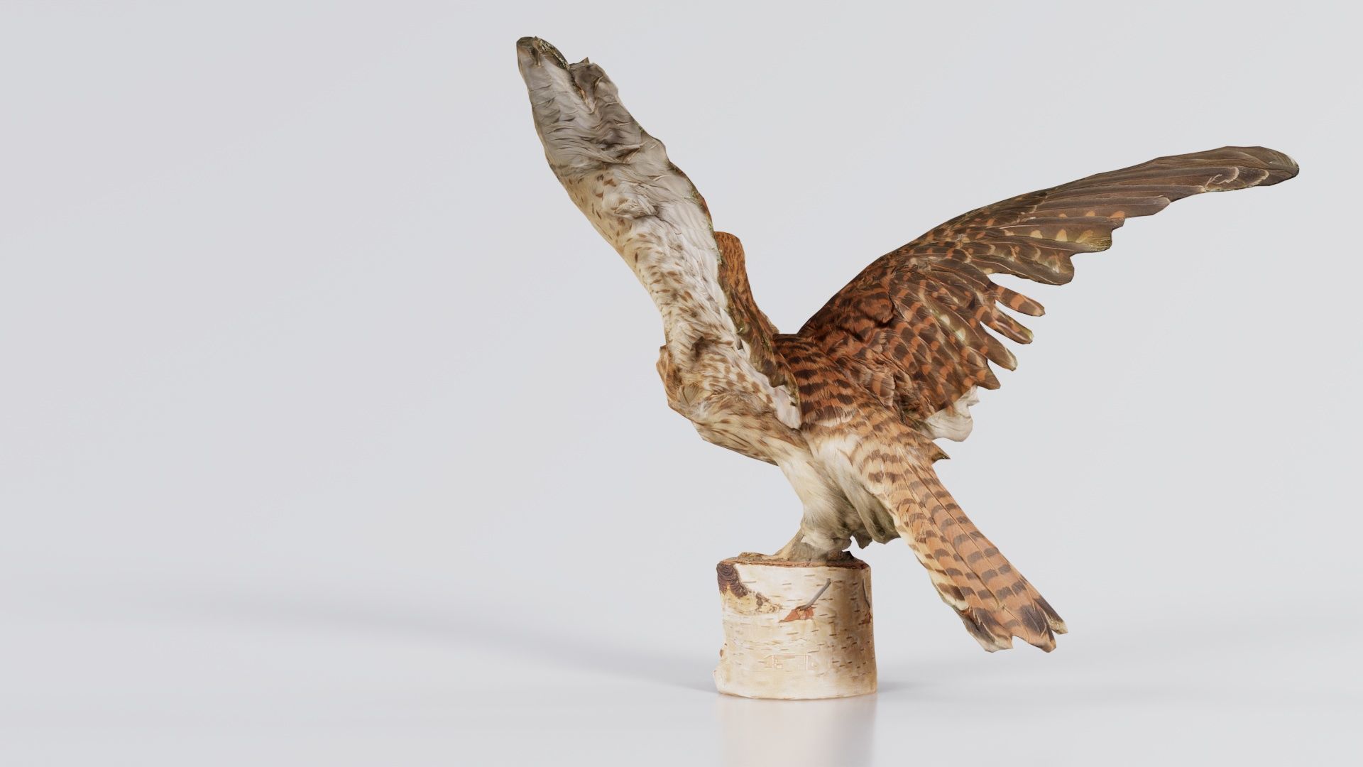 Falcon Falconinae Low-poly 3D model_1