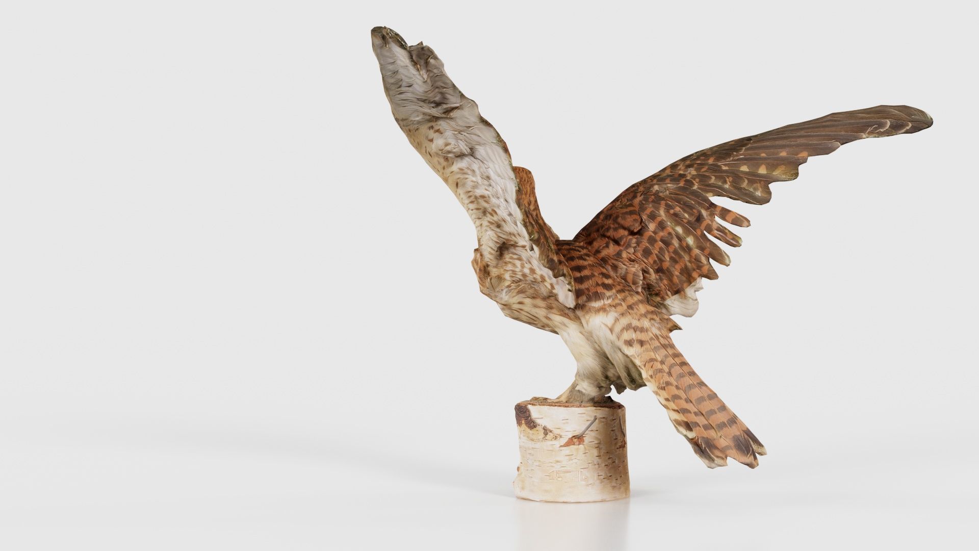 Falcon Falconinae Low-poly 3D model_21