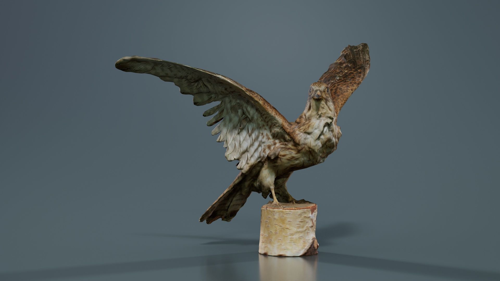 Falcon Falconinae Low-poly 3D model_4