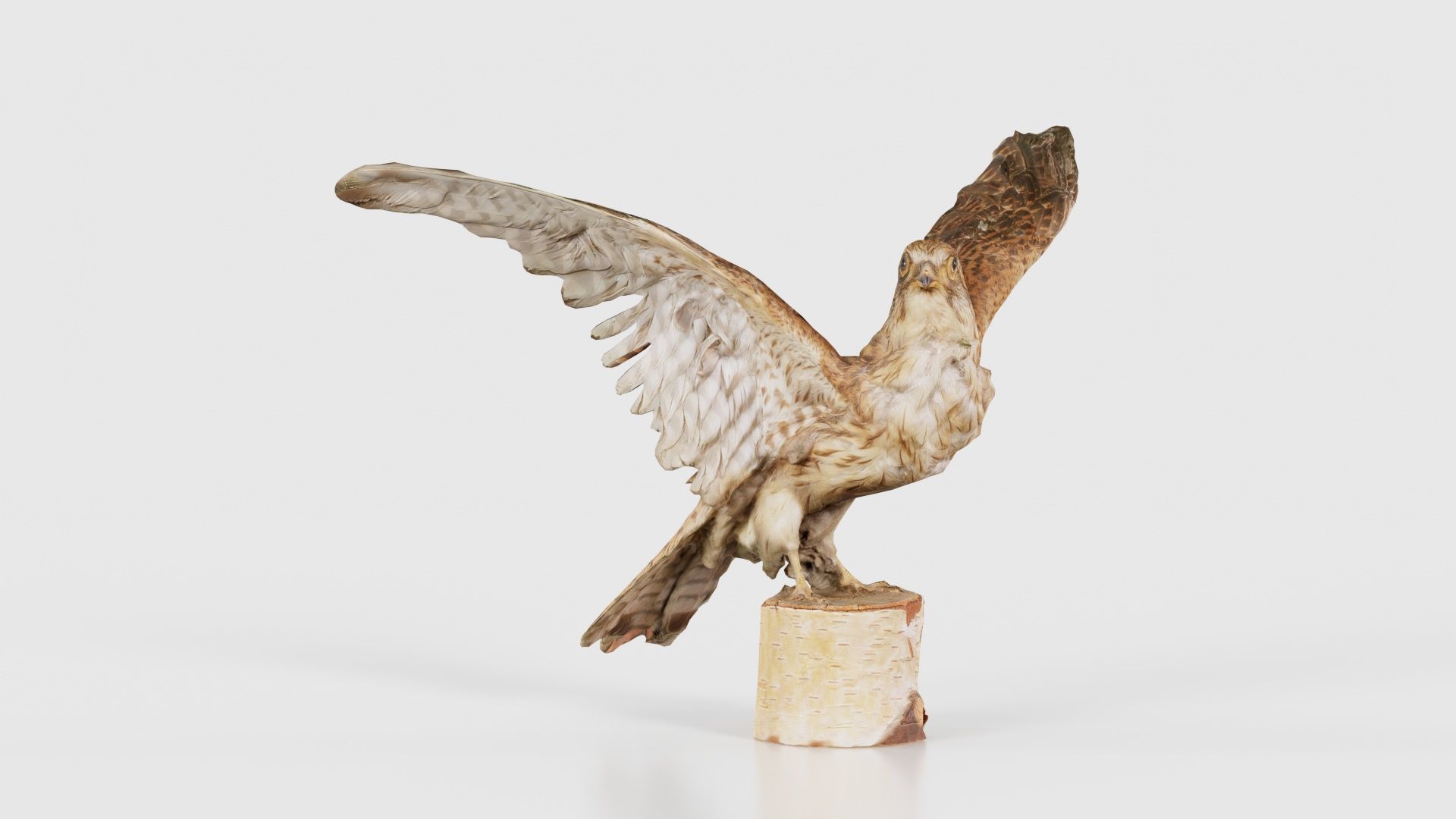 Falcon Falconinae Low-poly 3D model_15